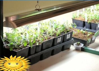 Quel lampe pour faire pousser des tomates ?