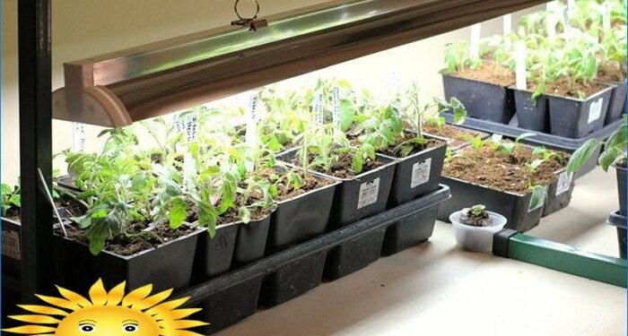 Quel lampe pour faire pousser des tomates ?