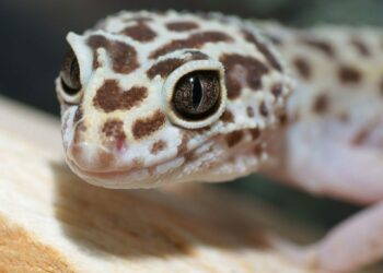 Quel lampe pour gecko léopard ?