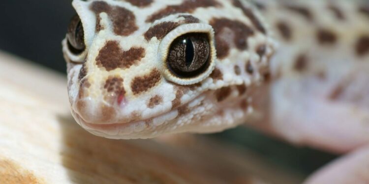 Quel lampe pour gecko léopard ?