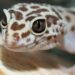 Quel lampe pour gecko léopard ?
