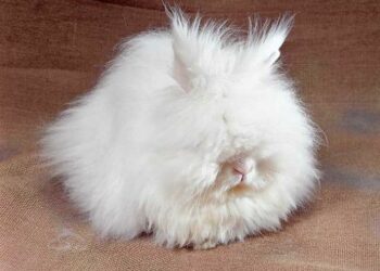 Quel lapin est le plus calin ?