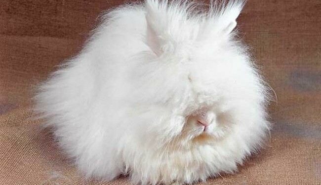 Quel lapin est le plus calin ?
