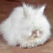 Quel lapin est le plus calin ?