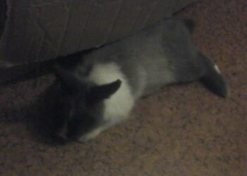 Quel lapin peut rester dehors en hiver ?