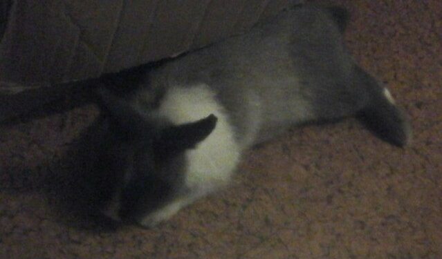 Quel lapin peut rester dehors en hiver ?