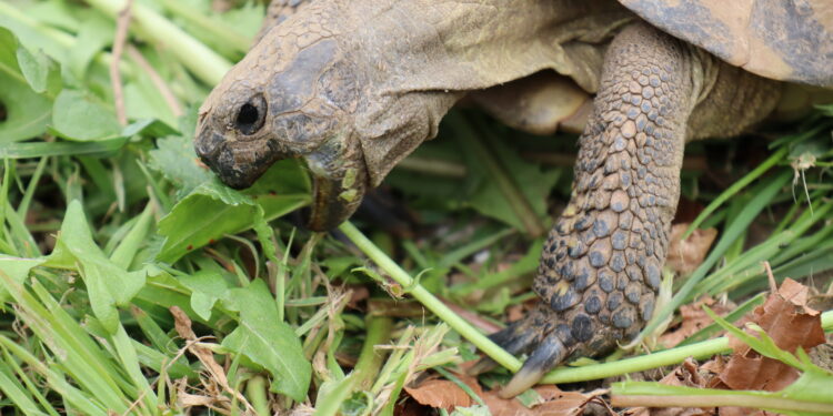 Quel légume donner à une tortue de terre ?