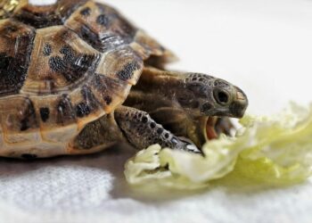 Quel légume donner à une tortue de terre ?