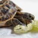Quel légume donner à une tortue de terre ?