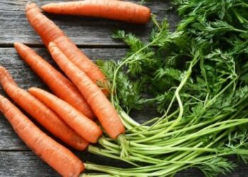 Quel légume donner à une tortue de terre ?