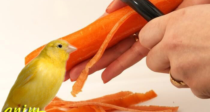 Quel légume donner au canari ?