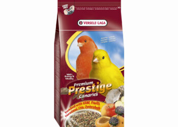 Quel légume donner au canari ?