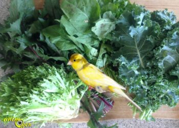 Quel légume donner au canari ?