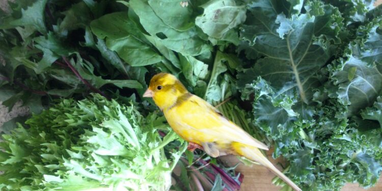 Quel légume donner au canari ?