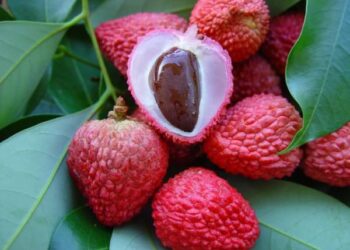 Quel légume interdit pour chien ?