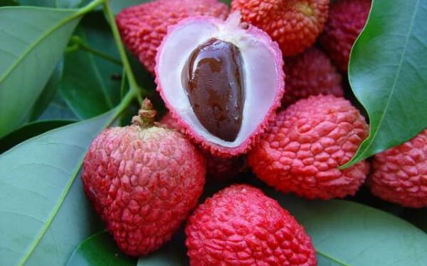 Quel légume interdit pour chien ?