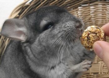 Quel légume mange un chinchilla ?