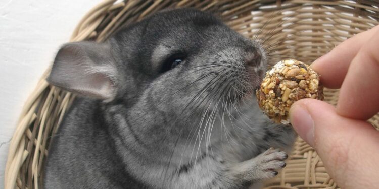 Quel légume mange un chinchilla ?