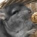 Quel légume mange un chinchilla ?