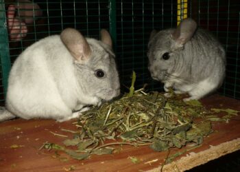 Quel légume pour chinchilla ?