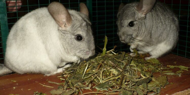 Quel légume pour chinchilla ?