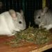 Quel légume pour chinchilla ?