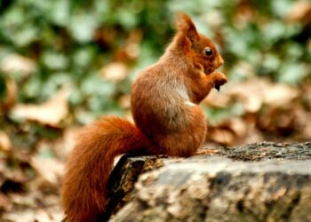 Quel légume pour écureuil ?