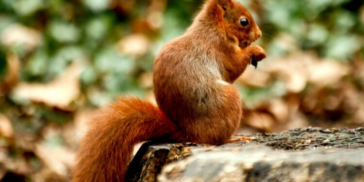 Quel légume pour écureuil ?