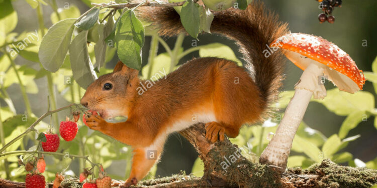 Quel légume pour écureuil ?