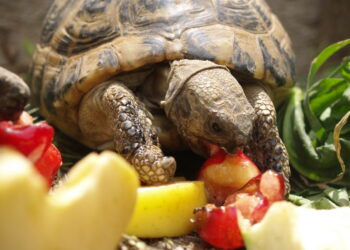 Quel légume pour les tortues ?