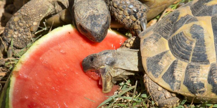 Quel légume pour les tortues ?