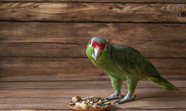 Quel légume pour perroquet ?