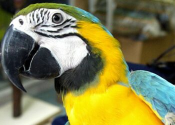 Quel lettre pour les oiseaux en 2022 ?