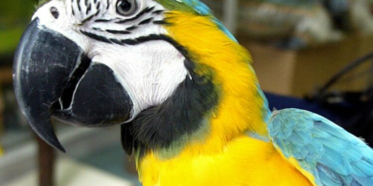 Quel lettre pour les oiseaux en 2022 ?