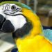 Quel lettre pour les oiseaux en 2022 ?