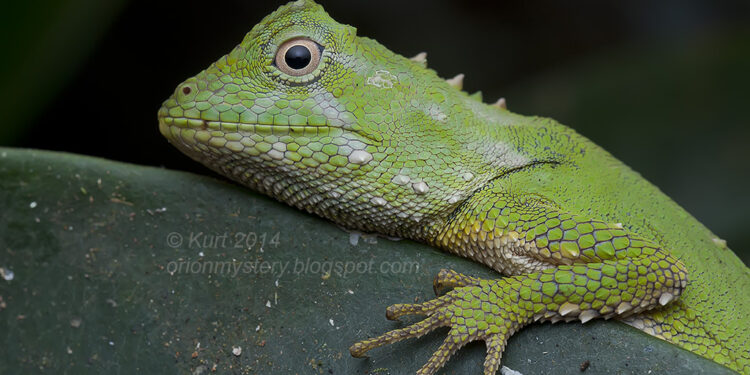Quel lézard choisir pour débuter ?