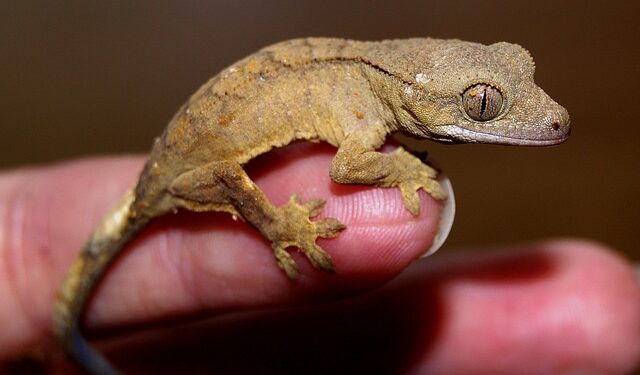 Quel lézard choisir pour débuter ?