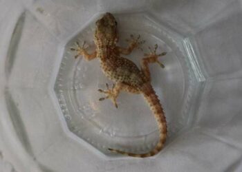 Quel lézard choisir pour débuter ?