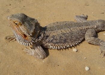 Quel lézard manipulable ?