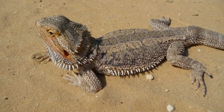 Quel lézard manipulable ?