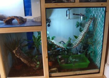 Quel lézard manipulable ?