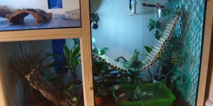 Quel lézard manipulable ?