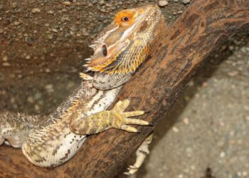 Quel lézard manipulable ?