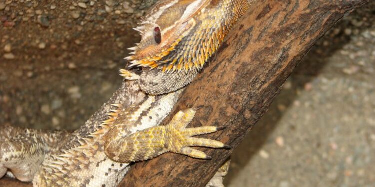 Quel lézard manipulable ?