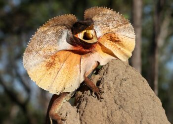 Quel lézard manipulable ?