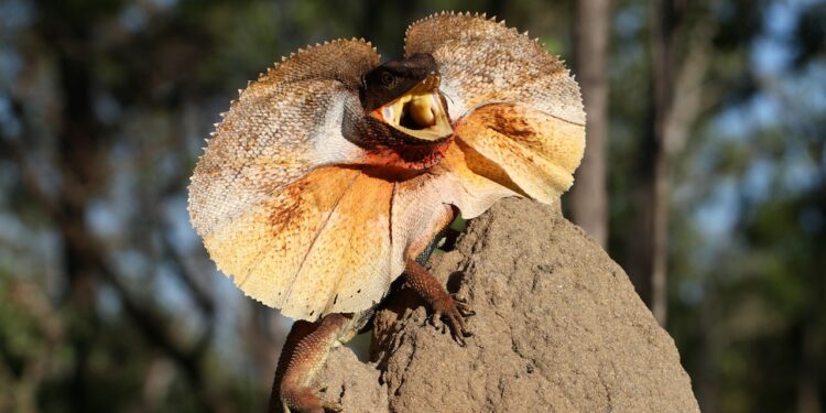 Quel lézard manipulable ?