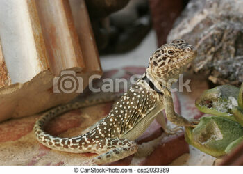 Quel lézard manipulable ?