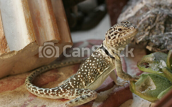 Quel lézard manipulable ?