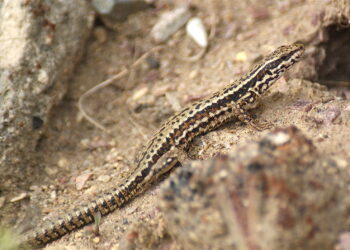 Quel lézard pour petit terrarium ?