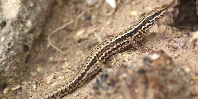 Quel lézard pour petit terrarium ?